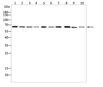 KRT12 Antibody