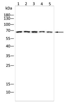 KRT12 Antibody