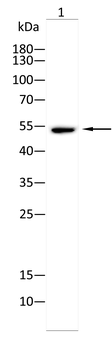 KRT12 Antibody