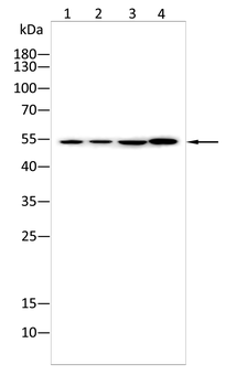 KRT12 Antibody