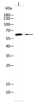 SLC40A1 Antibody