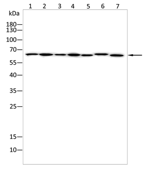 SLC40A1 Antibody