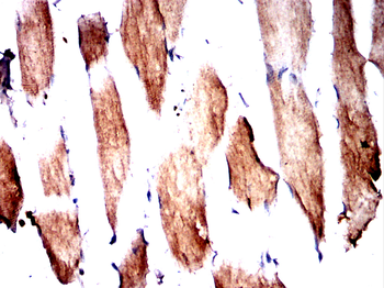 MOB1B/MOB1A Antibody
