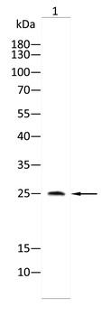 MOB1B/MOB1A Antibody