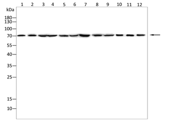 BMAL2 Antibody