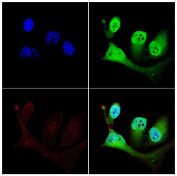RBFOX1 Antibody