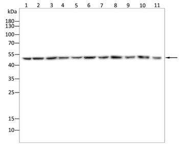 RBFOX1 Antibody