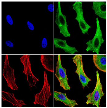 RBFOX1 Antibody