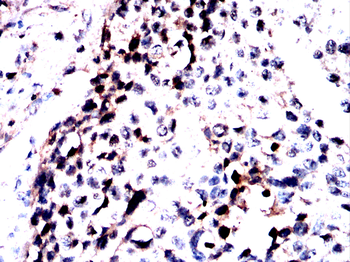 RBFOX1 Antibody