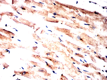 RBFOX1 Antibody