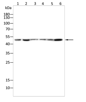 RBFOX1 Antibody