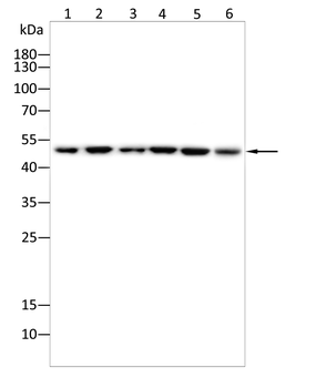 RBFOX1 Antibody