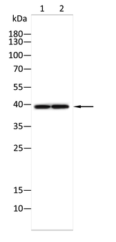 CSNK1A1/CSNK1A1L Antibody