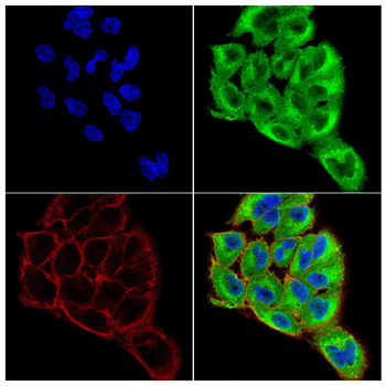 ACTA1 Antibody