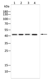 ACTA1 Antibody