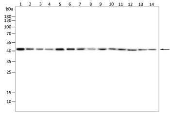 ACTA1 Antibody