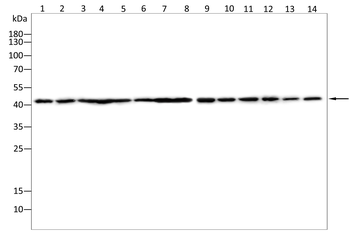 ACTA1 Antibody