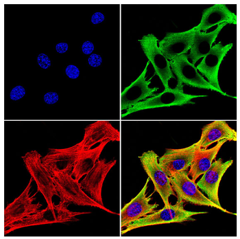 ACTA1 Antibody