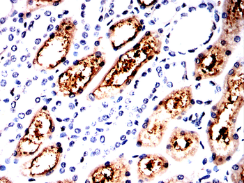 Gpx3 Antibody