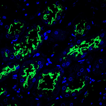 Gpx3 Antibody