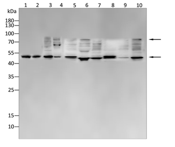 SYN1/SYN2 Antibody