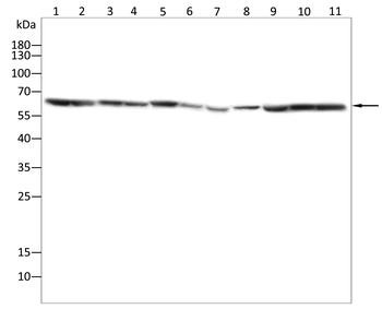 SYN2 Antibody