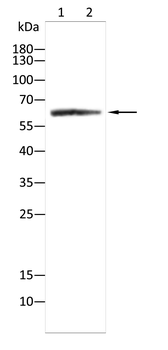 SYN2 Antibody