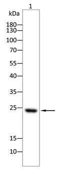 SOCS1 Antibody