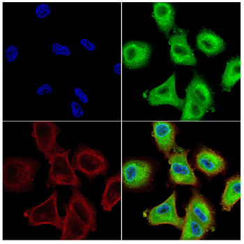 ALOX5AP Antibody