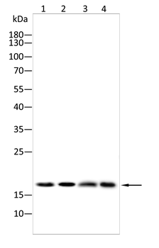 ALOX5AP Antibody