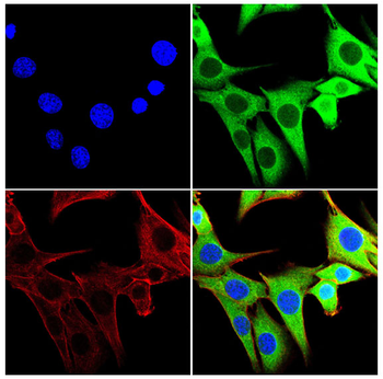 ALOX5AP Antibody