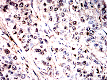 ALOX5AP Antibody