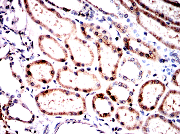 ALOX5AP Antibody
