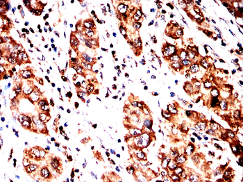 ALOX5AP Antibody