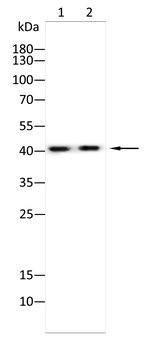HLA-A Antibody