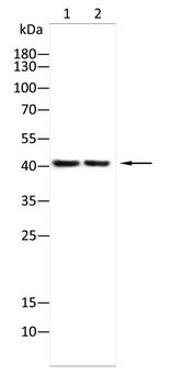 HLA-A Antibody