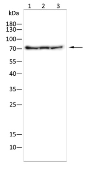 TRIM25 Antibody