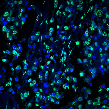 TRIM25 Antibody
