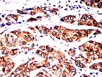 TRIM25 Antibody