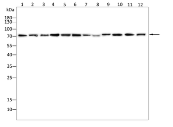 TRIM25 Antibody