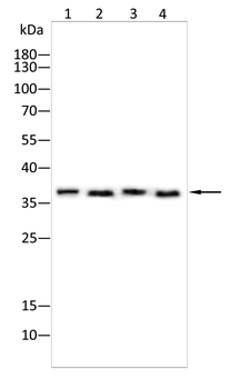 MAFA Antibody
