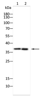 MAFA Antibody