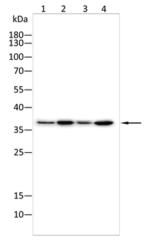 MAFA Antibody