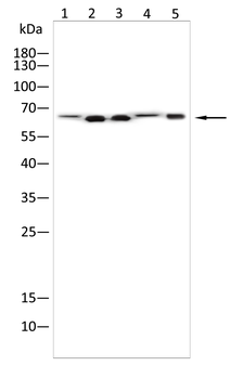 ATP6V1A Antibody