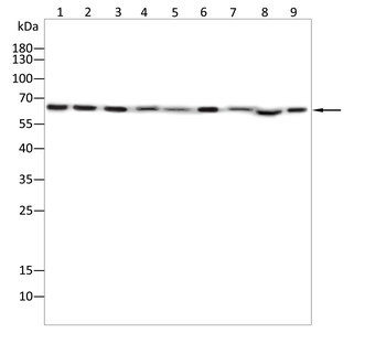 ATP6V1A Antibody