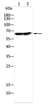 ATP6V1A Antibody