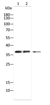 STOM Antibody