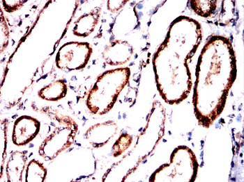STOM Antibody