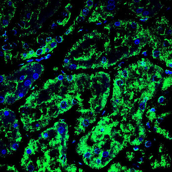 STOM Antibody