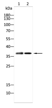 STOM Antibody